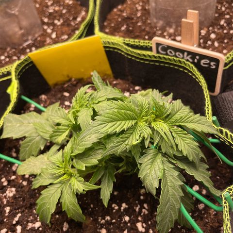 Cookies Gelato Automatic growlog timeline photo