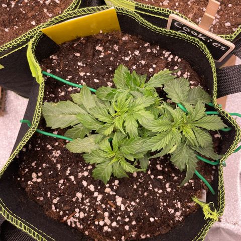 Cookies Gelato Automatic growlog timeline photo