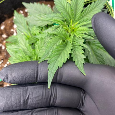 Cookies Gelato Automatic growlog timeline photo