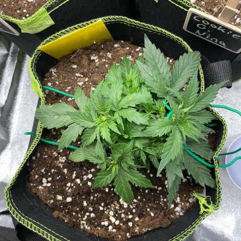 Cookies Gelato Automatic growlog timeline photo