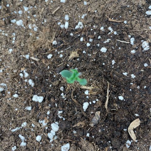 Cookies Gelato Automatic growlog timeline photo