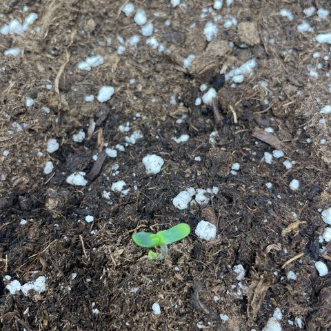 Tyson 2.0 Corkscrew Auto growlog timeline photo