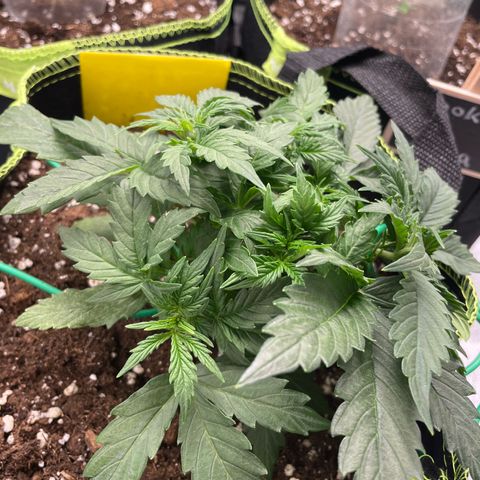 Cookies Gelato Automatic growlog timeline photo