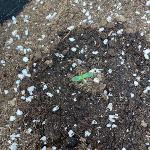 Tyson 2.0 Corkscrew Auto growlog timeline photo