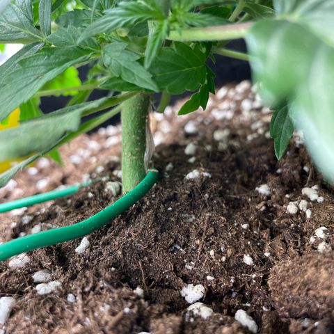 Cookies Gelato Automatic growlog timeline photo
