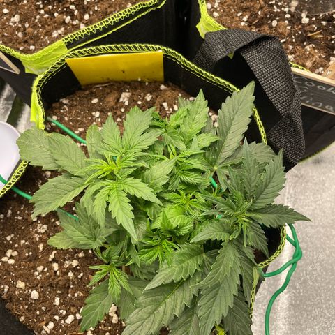 Cookies Gelato Automatic growlog timeline photo