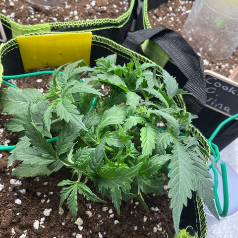 Cookies Gelato Automatic growlog timeline photo