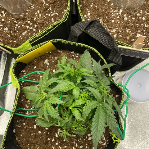 Cookies Gelato Automatic growlog timeline photo