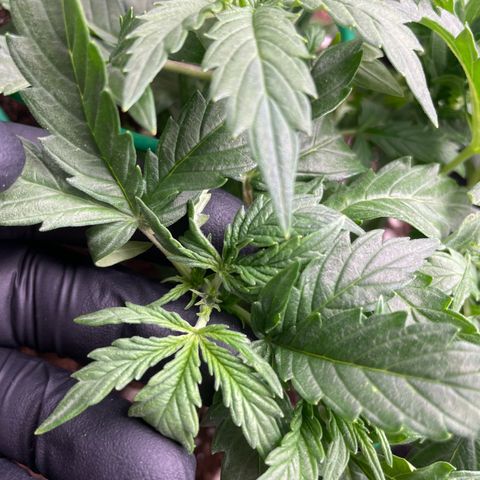 Cookies Gelato Automatic growlog timeline photo