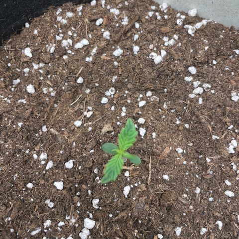 Cookies Gelato Automatic growlog timeline photo