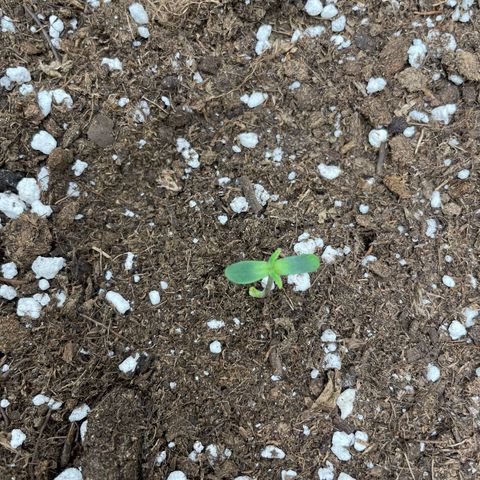 Tyson 2.0 Corkscrew Auto growlog timeline photo