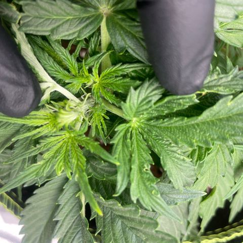 Cookies Gelato Automatic growlog timeline photo