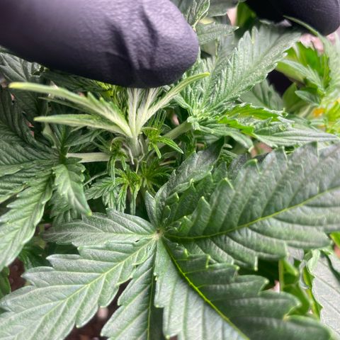 Cookies Gelato Automatic growlog timeline photo