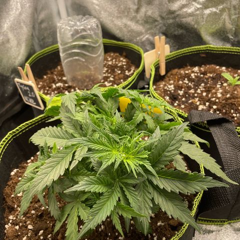 Cookies Gelato Automatic growlog timeline photo