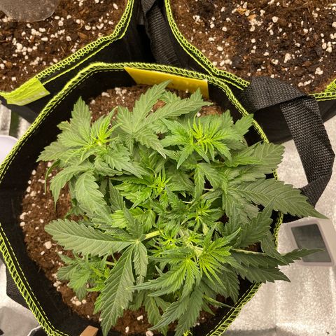 Cookies Gelato Automatic growlog timeline photo