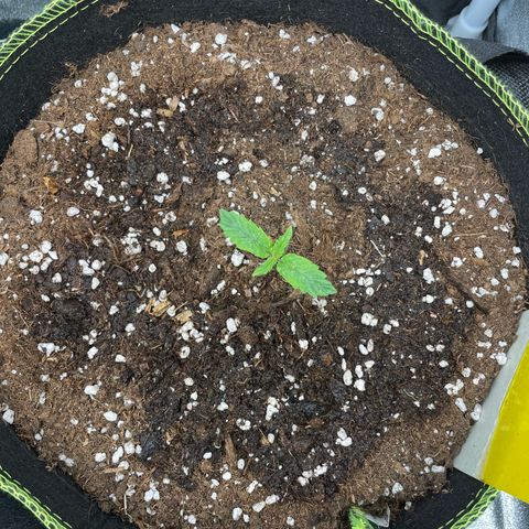 Cookies Gelato Automatic growlog timeline photo