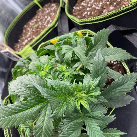 Cookies Gelato Automatic growlog timeline photo