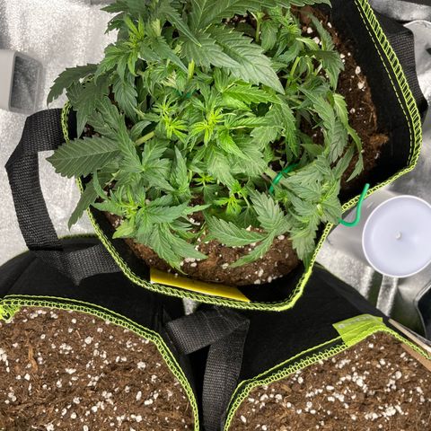 Cookies Gelato Automatic growlog timeline photo