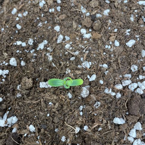 Tyson 2.0 Corkscrew Auto growlog timeline photo