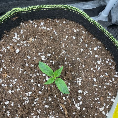 Cookies Gelato Automatic growlog timeline photo