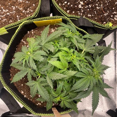 Cookies Gelato Automatic growlog timeline photo