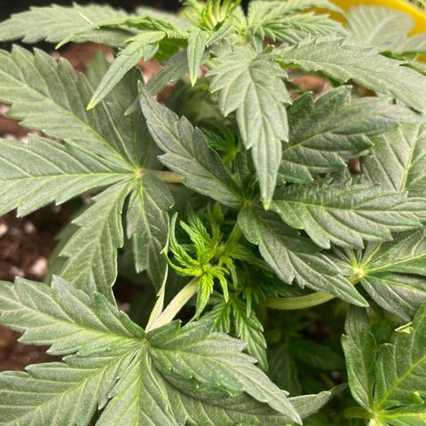Cookies Gelato Automatic growlog timeline photo