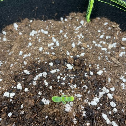 Tyson 2.0 Corkscrew Auto growlog timeline photo