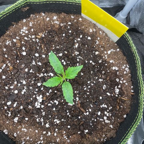 Cookies Gelato Automatic growlog timeline photo