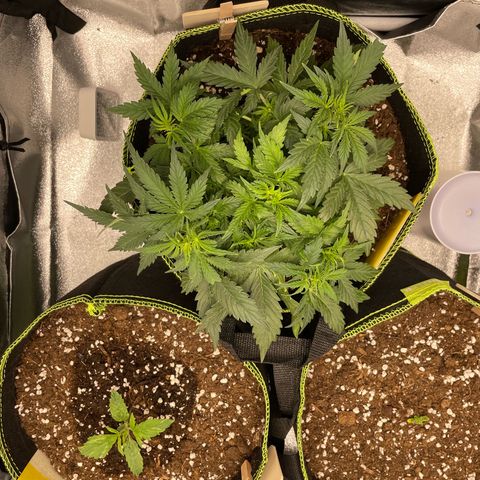 Cookies Gelato Automatic growlog timeline photo