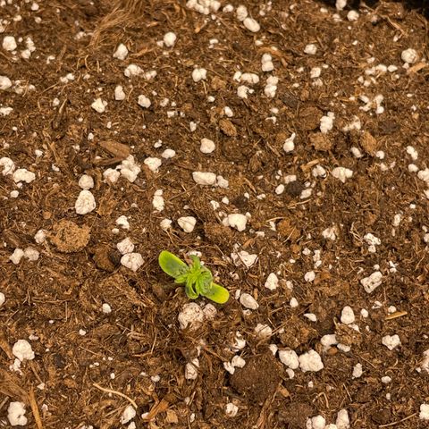 Tyson 2.0 Corkscrew Auto growlog timeline photo