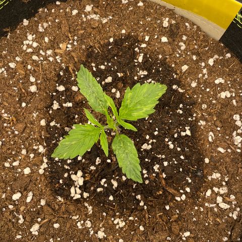 Cookies Gelato Automatic growlog timeline photo