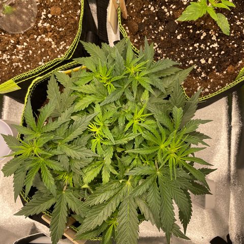 Cookies Gelato Automatic growlog timeline photo