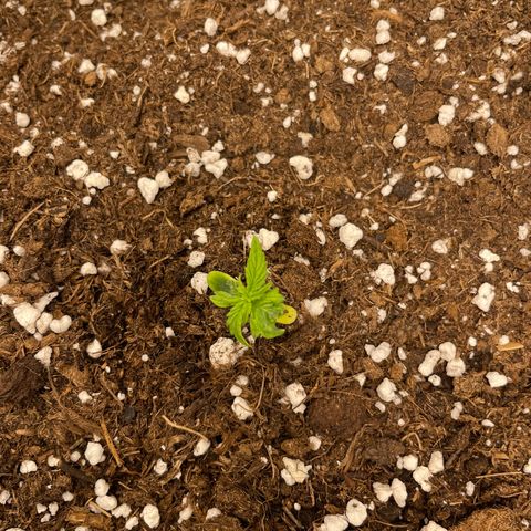 Tyson 2.0 Corkscrew Auto growlog timeline photo