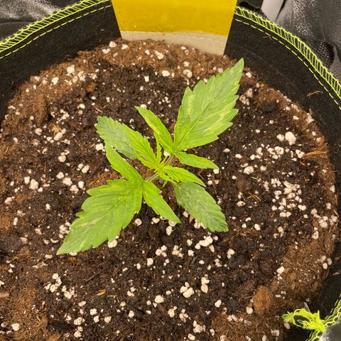 Cookies Gelato Automatic growlog timeline photo