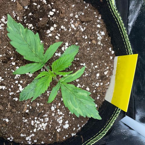 Cookies Gelato Automatic growlog timeline photo