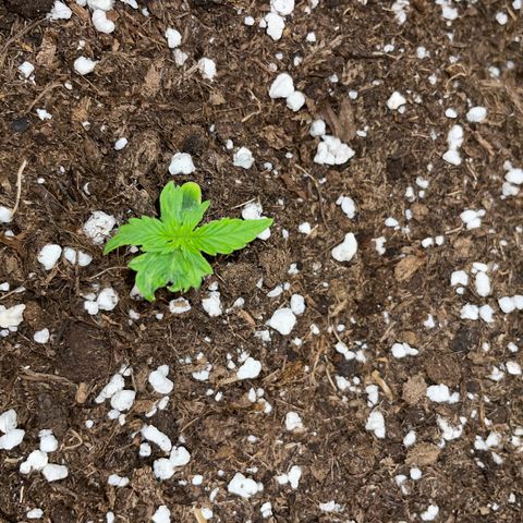 Tyson 2.0 Corkscrew Auto growlog timeline photo