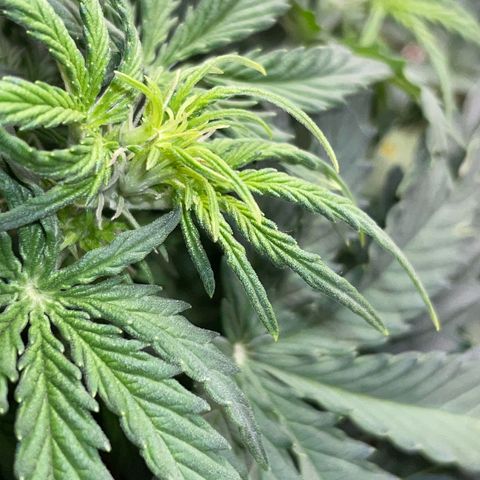 Cookies Gelato Automatic growlog timeline photo
