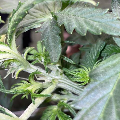 Cookies Gelato Automatic growlog timeline photo