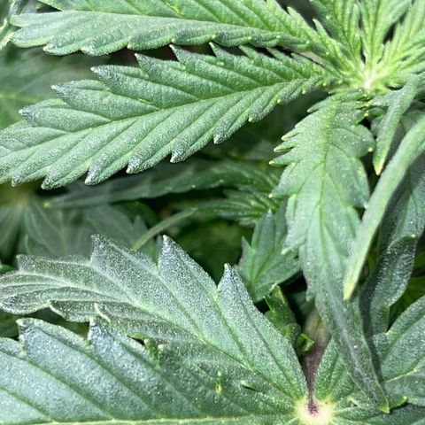 Cookies Gelato Automatic growlog timeline photo