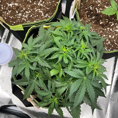 Cookies Gelato Automatic growlog timeline photo