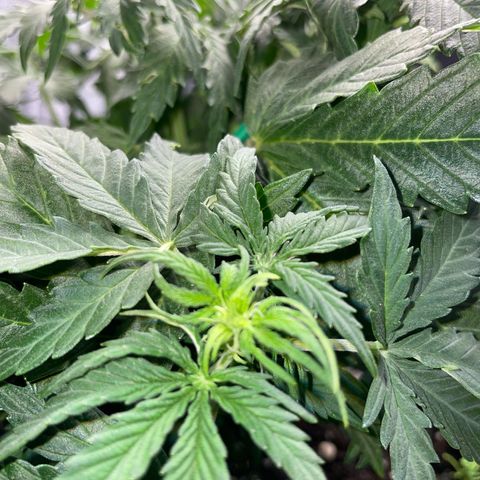 Cookies Gelato Automatic growlog timeline photo