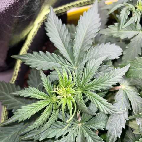 Cookies Gelato Automatic growlog timeline photo