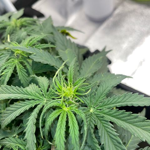 Cookies Gelato Automatic growlog timeline photo