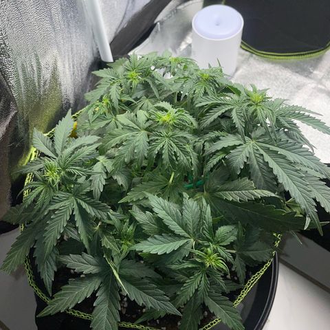 Cookies Gelato Automatic growlog timeline photo