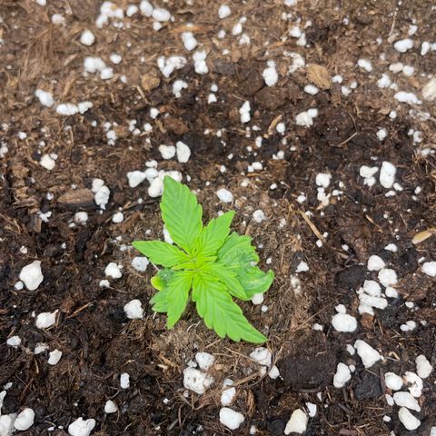 Tyson 2.0 Corkscrew Auto growlog timeline photo