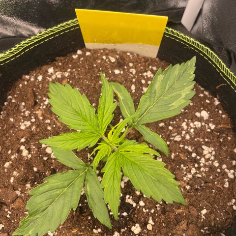Cookies Gelato Automatic growlog timeline photo