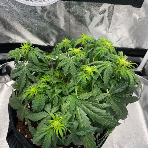 Cookies Gelato Automatic growlog timeline photo