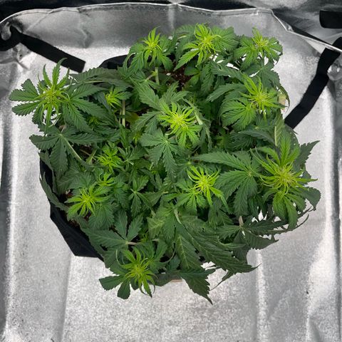 Cookies Gelato Automatic growlog timeline photo