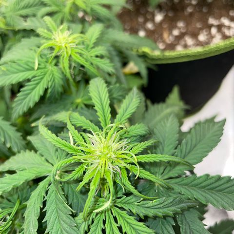 Cookies Gelato Automatic growlog timeline photo