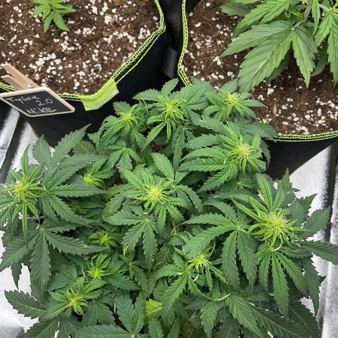 Cookies Gelato Automatic growlog timeline photo